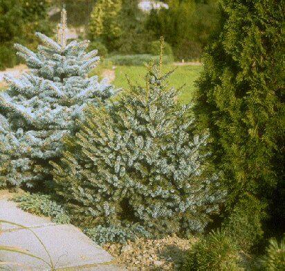 Serbische Kegel-Fichte