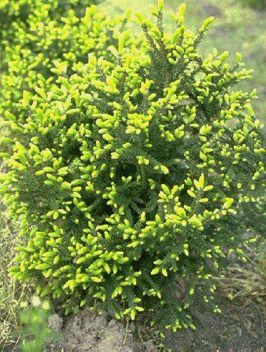 Picea orientalis 'Aureospicata'