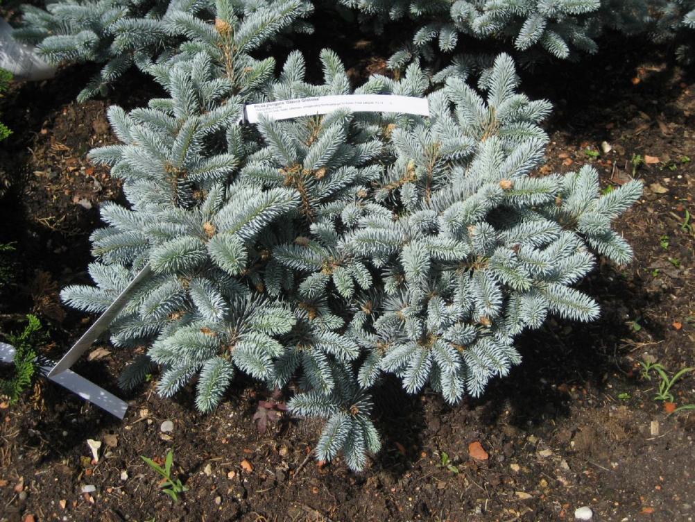 Picea pungens 'Glauca Globosa'