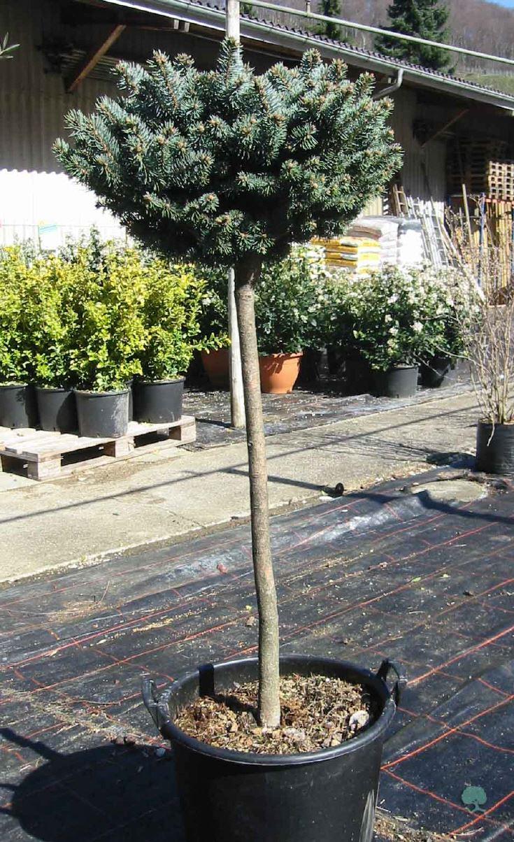 Kleine Blaufichte mit Satamm