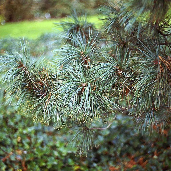 Pinus cembra