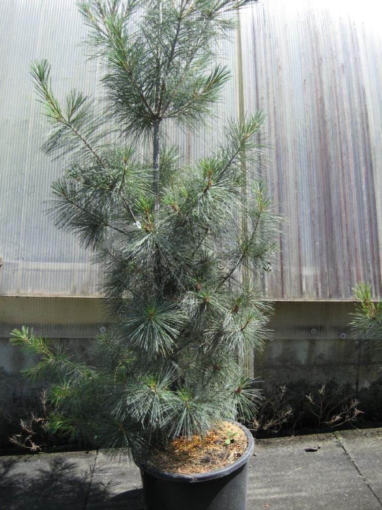 Pinus monticola 'Ammerland'