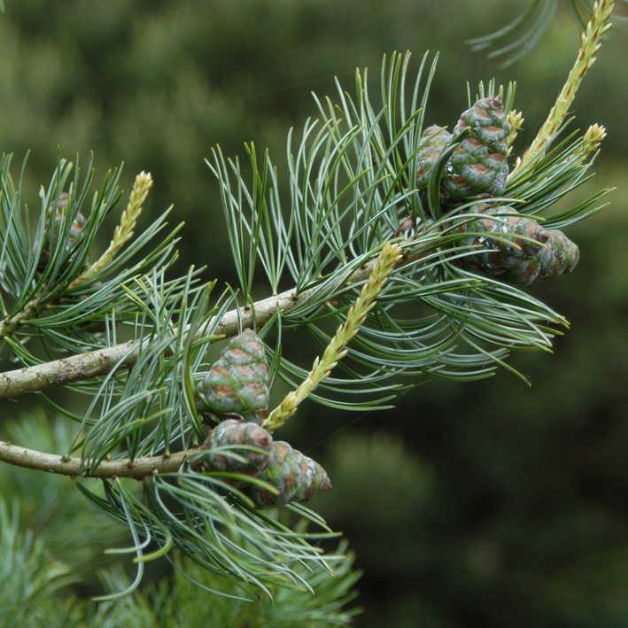 Blaue Mädchenkiefer 'Negishi'