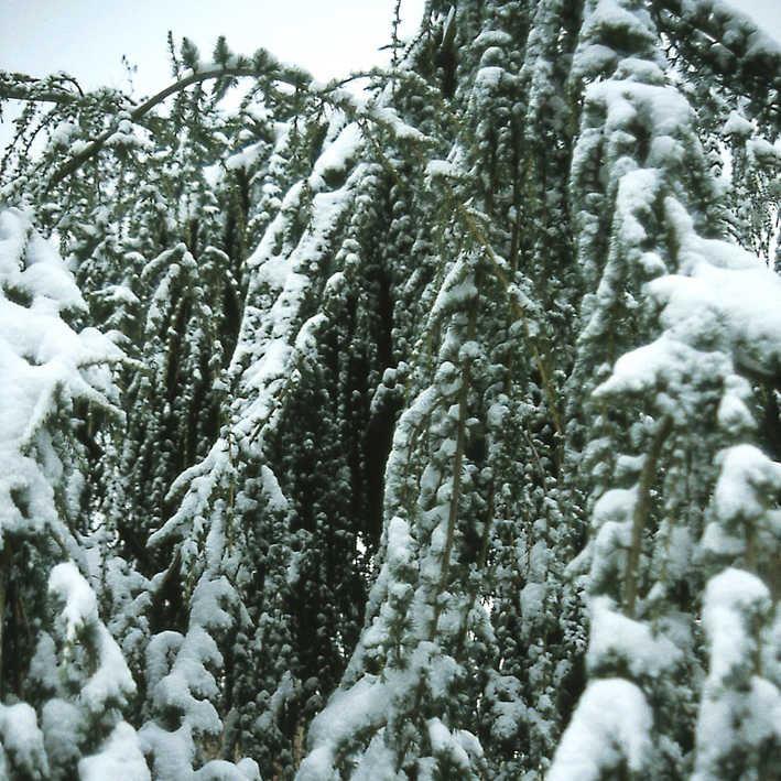 Cedrus libani 'Pendula'