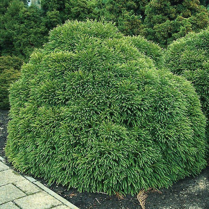 Cryptomeria japonica 'Globosa Nana'