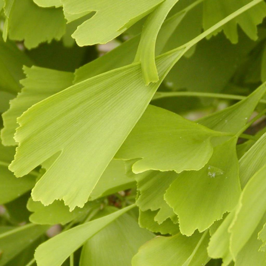 Ginkgo biloba