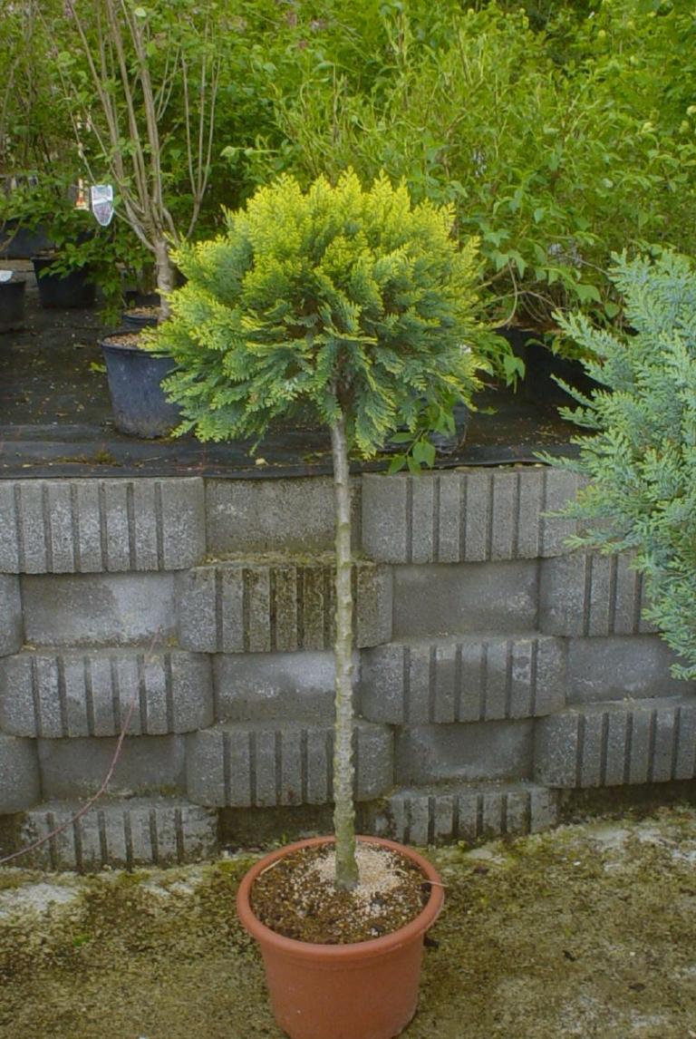 Chamaecyparis laws.'Stardust'