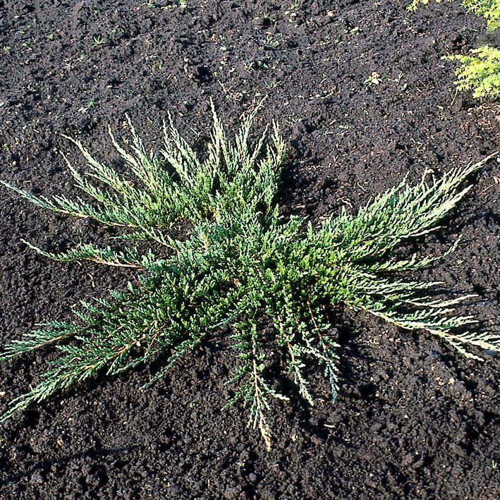 Teppichwacholder 'Emerald Spreader'