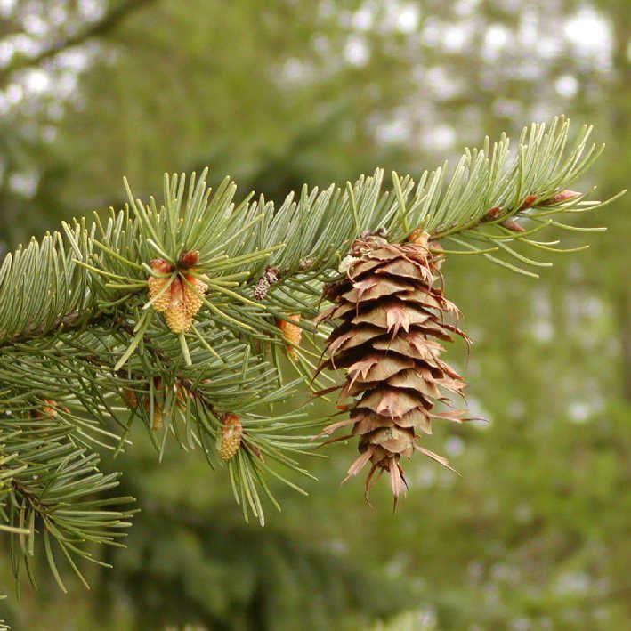 Pseudotsuga menziesii 