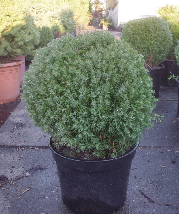 Thuja occidentalis 'Teddy'