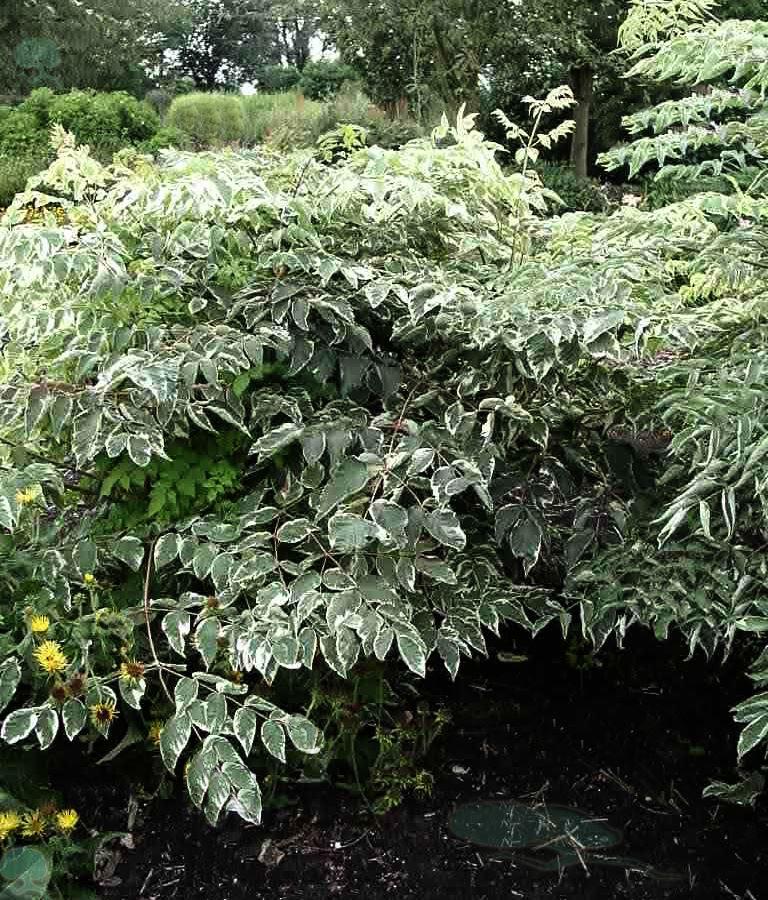 Japanische Aralie  'Variegata'