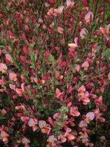 Edel-Ginster Hollandia