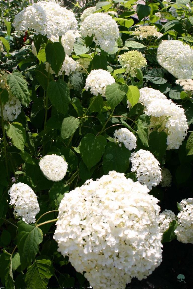 Hydrangea arborescens 'Annabel' HB