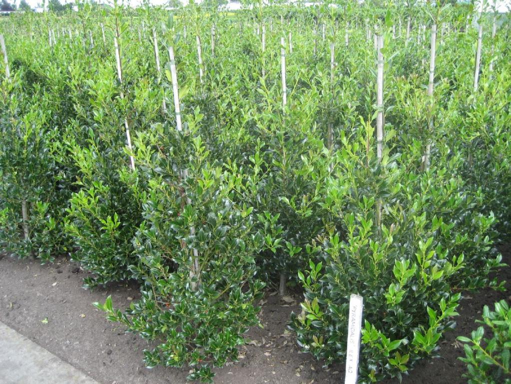  Stechpalme eine stachelige Schönheit