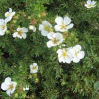 Potentilla fruticosa ´Abbotswood´annt)