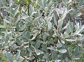 Salix helvetica