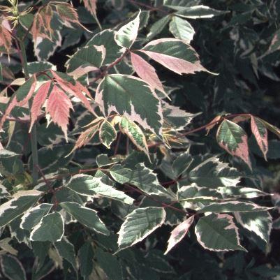 Acer negundo 'Flamingo'