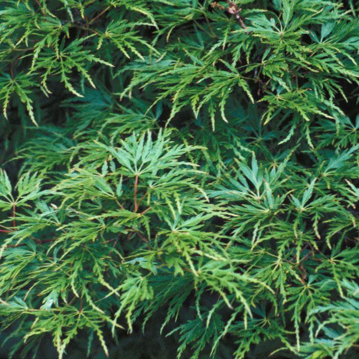 Geschlitzblättriger Fächer-Ahorn Seiryu