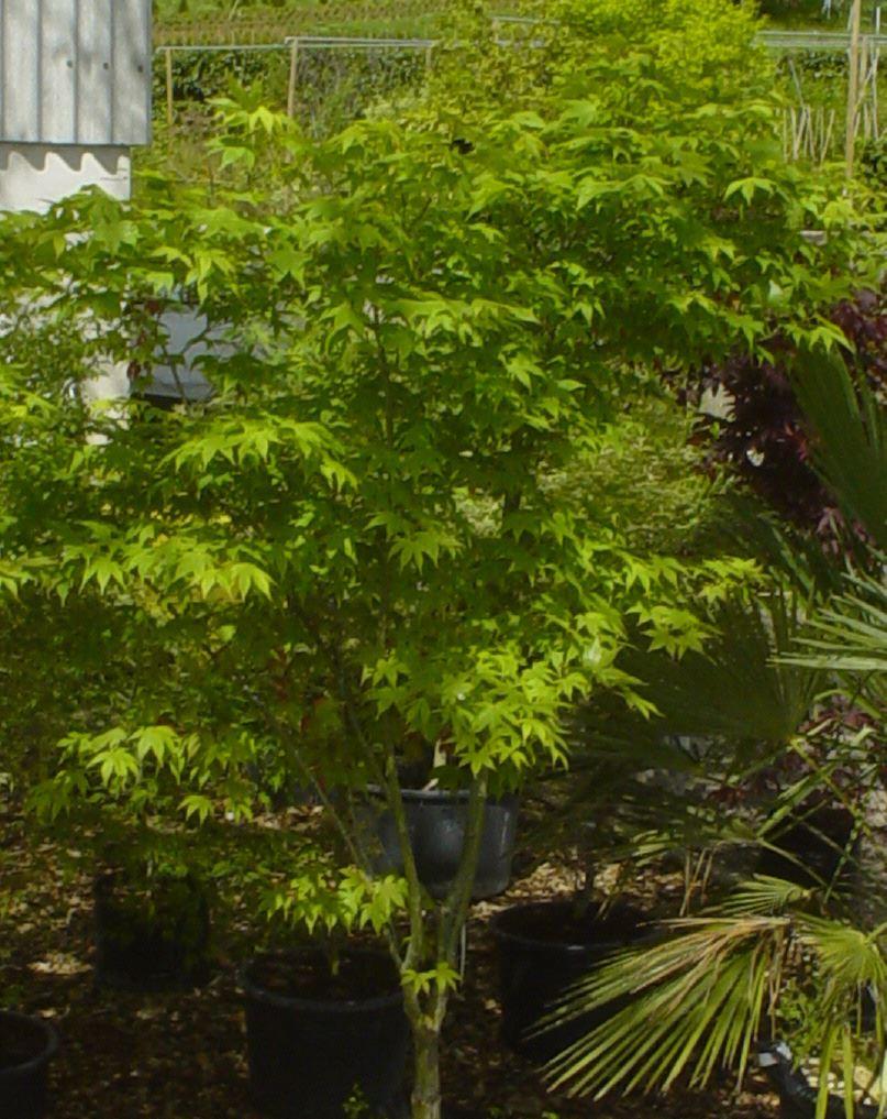 Japanischer Fächerahorn Osakazuki