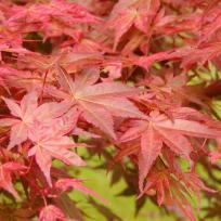 Acer palmatum 'Shin deshojo' / Fächerahorn