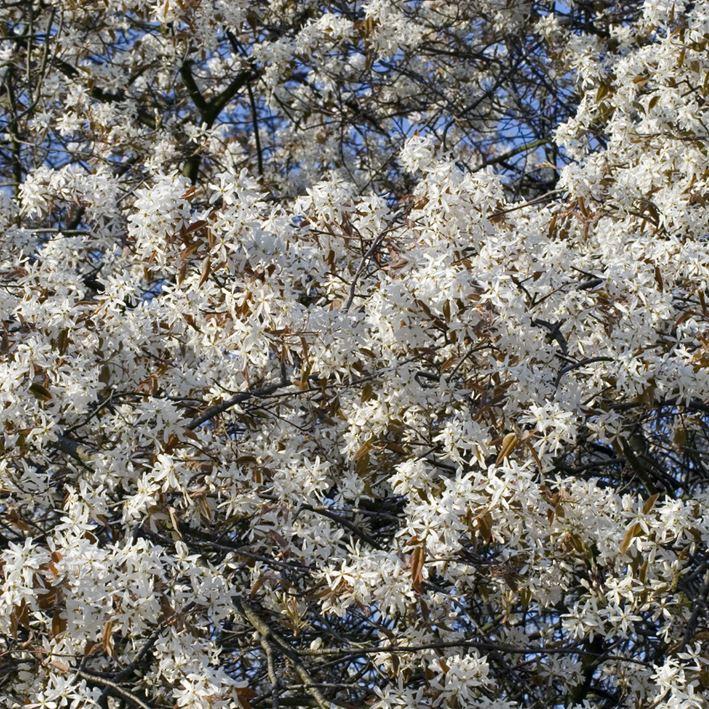 Felsenbirne 'Robin Hill'