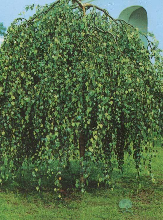 Betula pendula Youngii