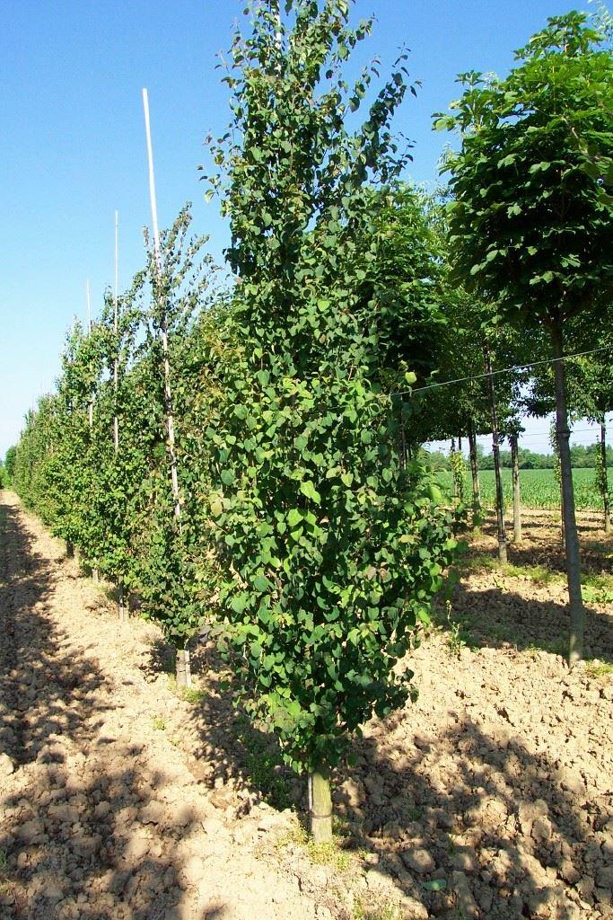Cercidiphyllum japonicum 