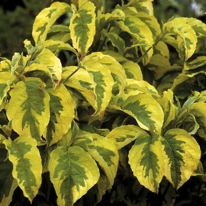 Cornus florida 'Rainbow'