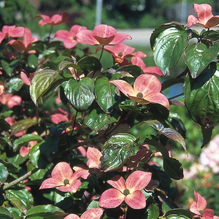 Cornus kousa 'Satomi'  ®