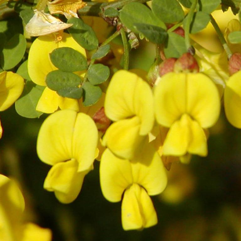 Coronilla emerus / Hippocrepis emerus