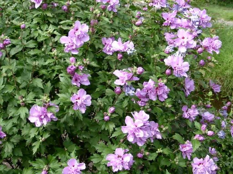 Hibiscus syriacus 'Ardens'