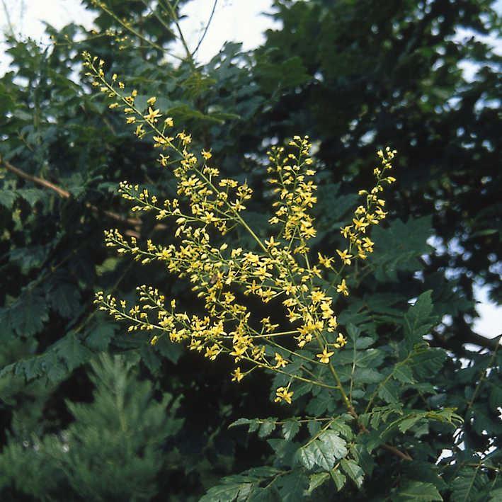 Koelreuteria paniculata