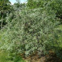 Hängende Silber-Birne