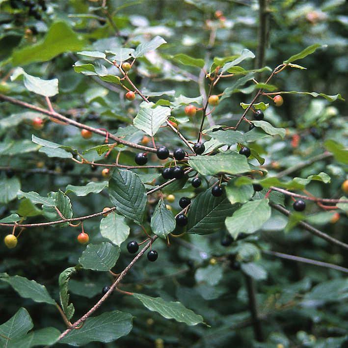 Rhamnus frangula