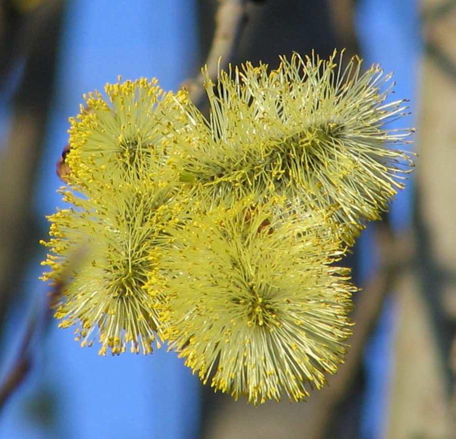 Salix caprea