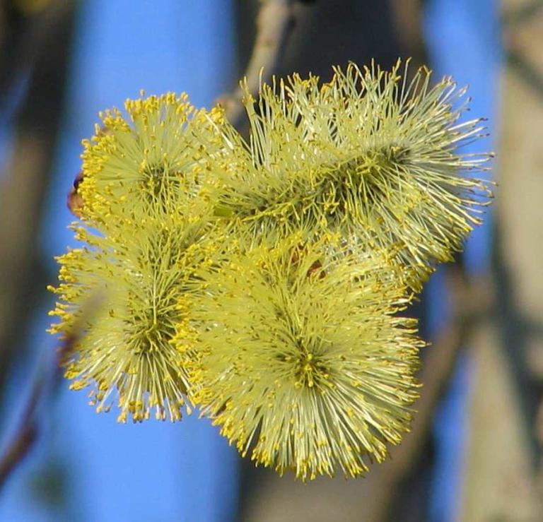 Salix caprea