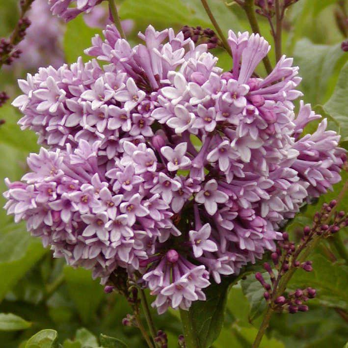 Syringa prestoniae 'Royalty'