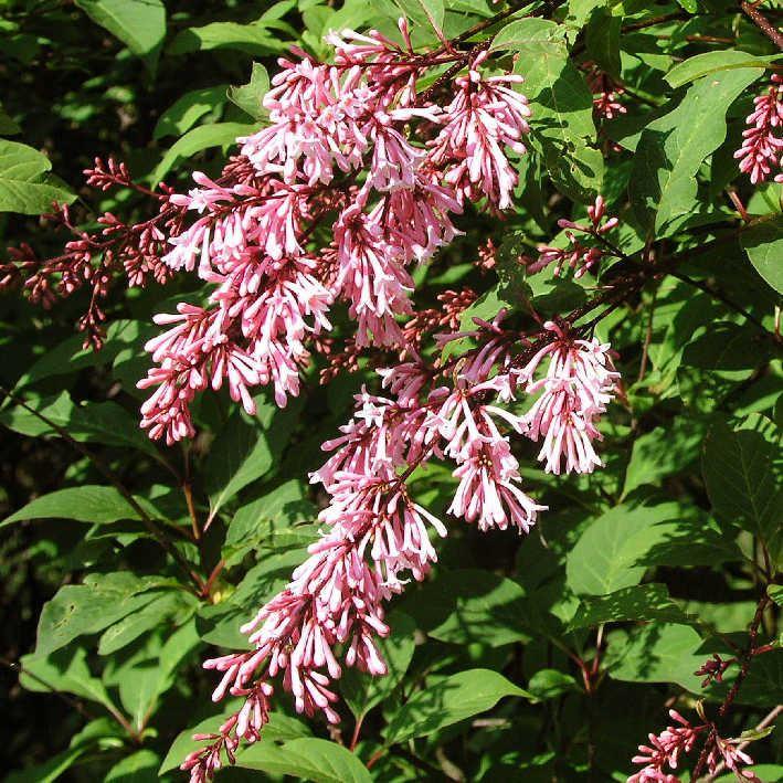 Syringa swegiflexa