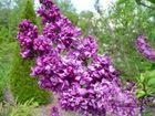 Syringa Syringa vulgaris  Charles Joly