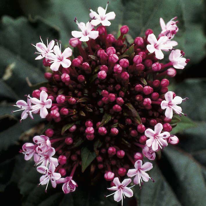 Clerodendrum bungei