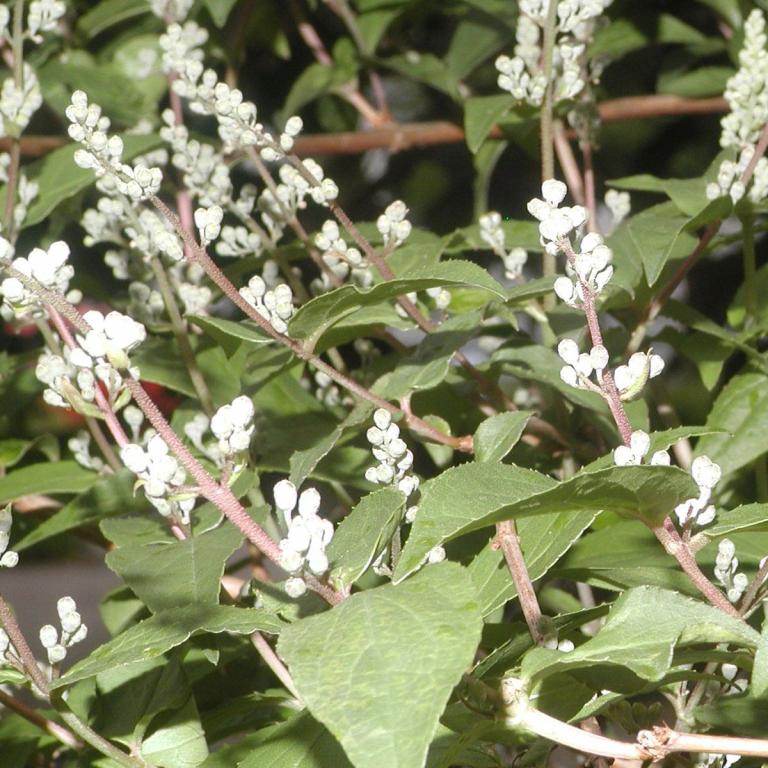 Deutzia scabra 'Codsall Pink'