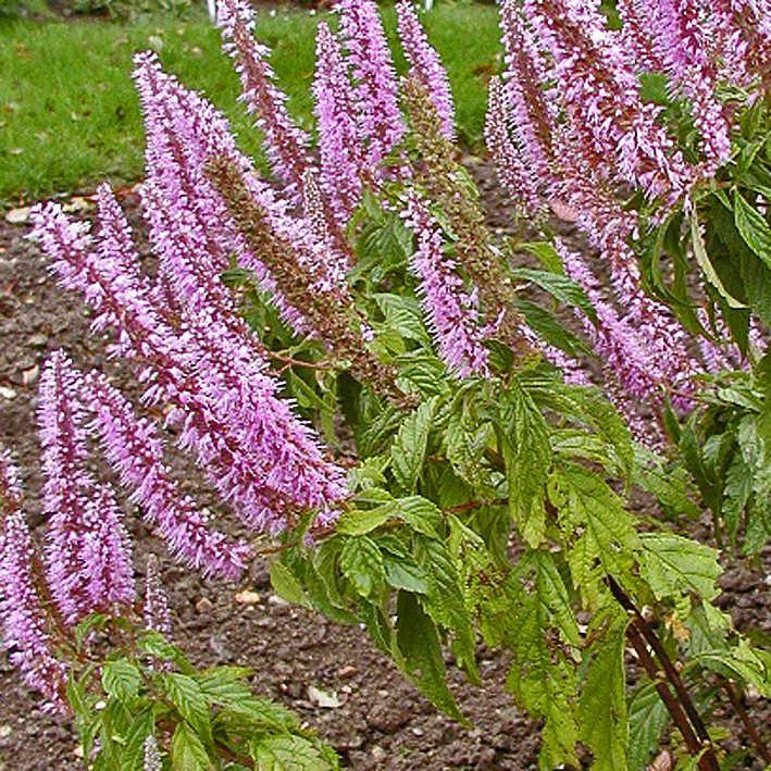 Elsholtzia stauntonii