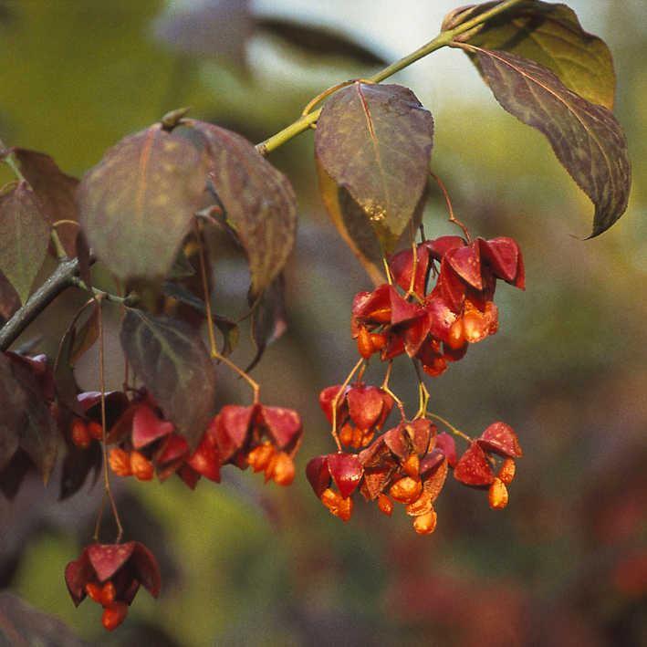 Euonymus planipes