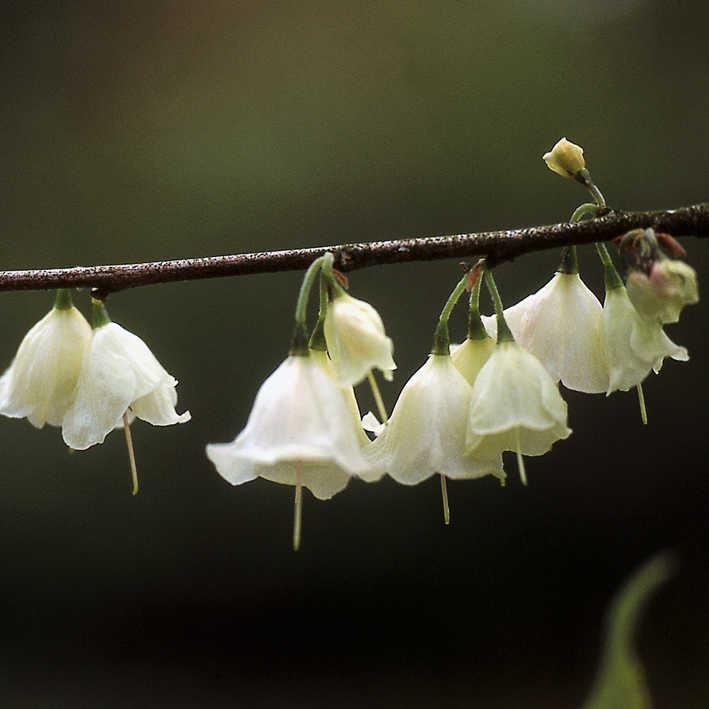Halesia carolina monticola