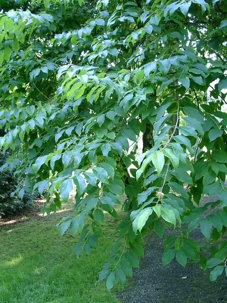 Halesia carolina monticola