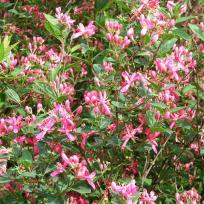 Lonicera tatarica 'Hack's Red'