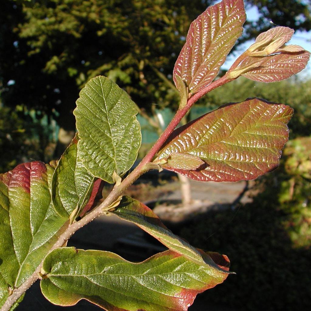 Parrotia persica 'Vanessa'