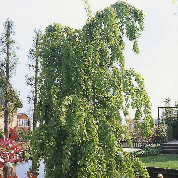 Cercidiphyllum japonicum 'Pendulum'