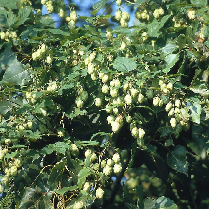 Humulus lupulus