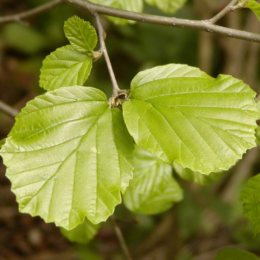 Parrotiopsis jacquemontiana